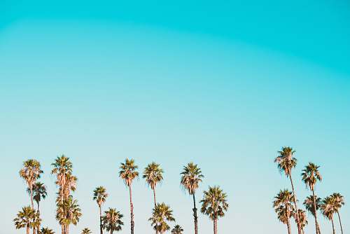 tree green-and-brown palm trees under clear blue sky tropical